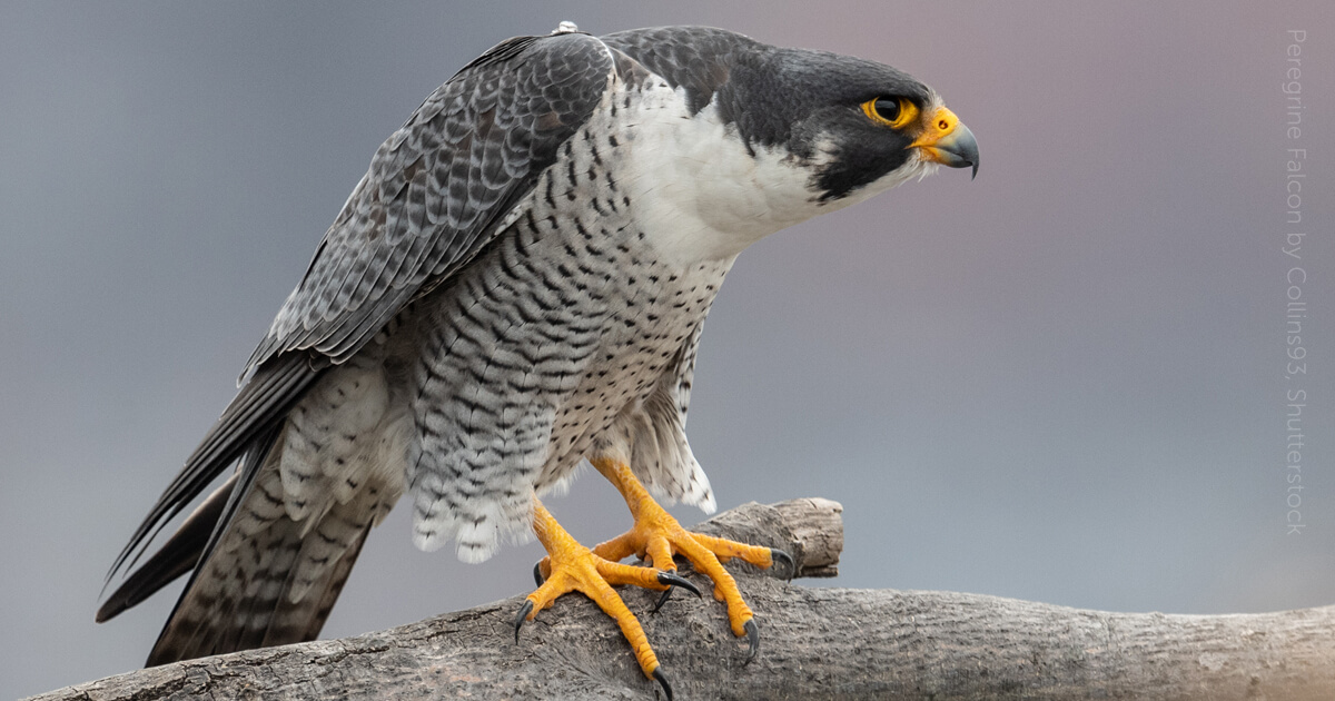 Peregrine Falcon